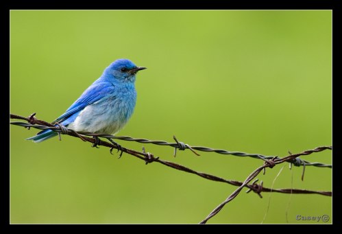 barbed bluebird