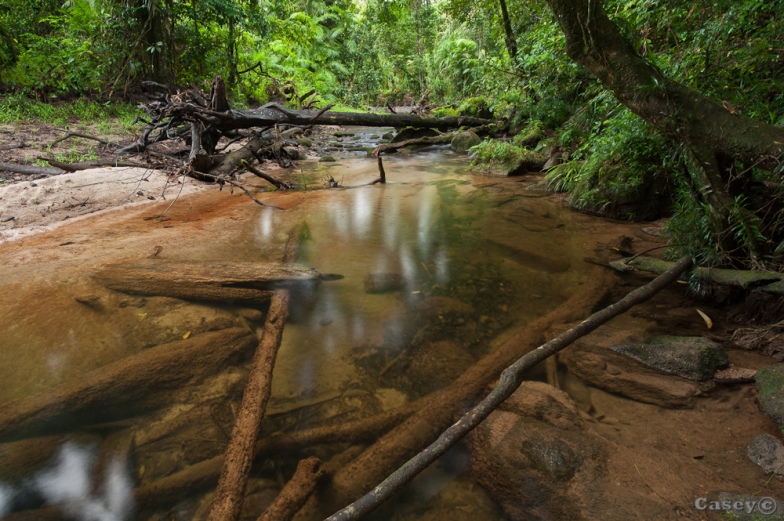 clear rainforest stream