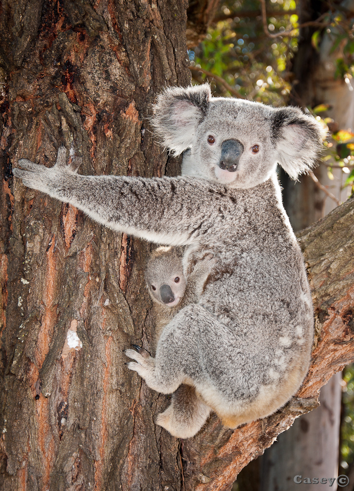 spring baby, hanging on koala