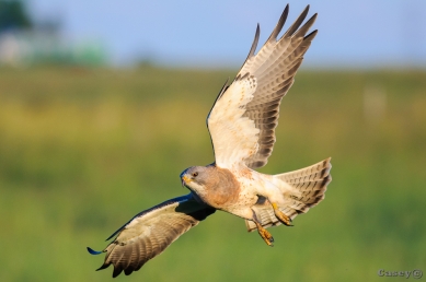 swainson hawk, wildlife, bird of prey