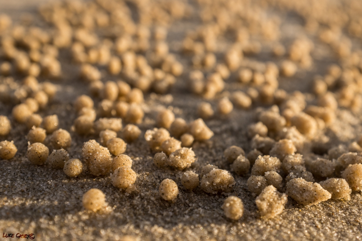 sand crab balls